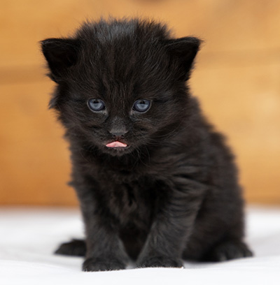 Olsen - 3 weeks old