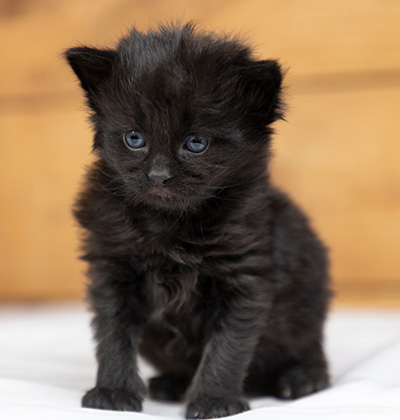 Olsen - 3 weeks old