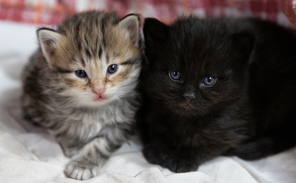 Olsen - 3 weeks old