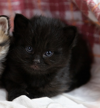 Olsen - 3 weeks old