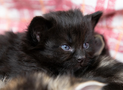 Olsen - 3 weeks old