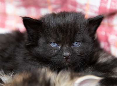 Olsen - 3 weeks old