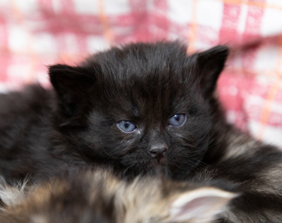 Olsen - 3 weeks old