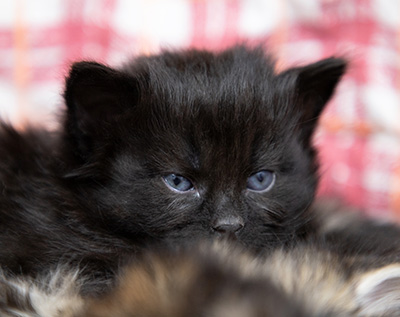 Olsen - 3 weeks old