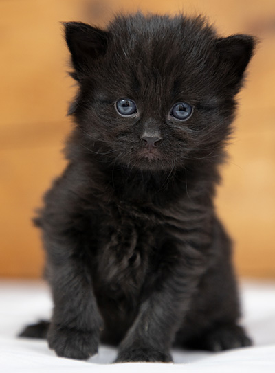 Olsen - 3 weeks old