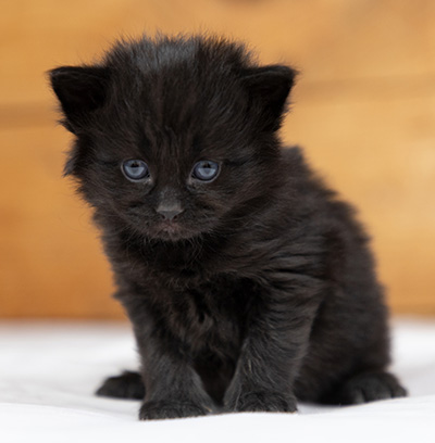Olsen - 3 weeks old