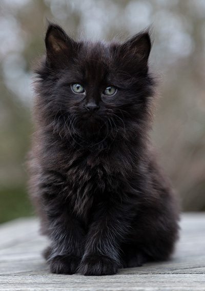 Olsen - 7 weeks old