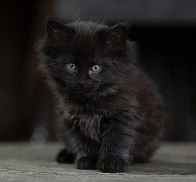 Olsen - 7 weeks old