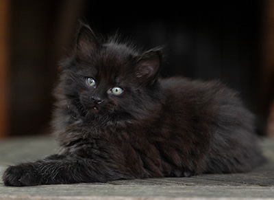 Olsen - 7 weeks old