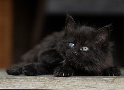 Olsen - 7 weeks old