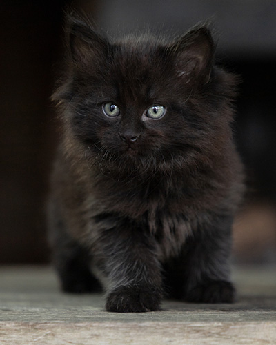 Olsen - 7 weeks old