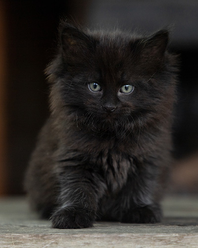 Olsen - 7 weeks old