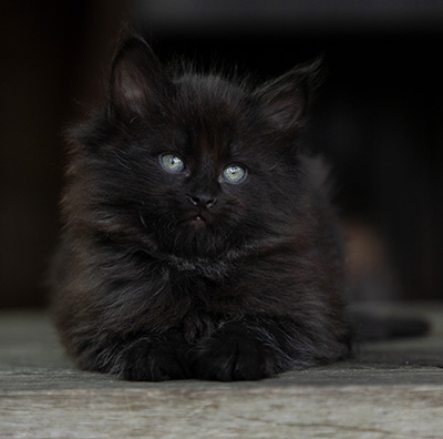Olsen - 7 weeks old