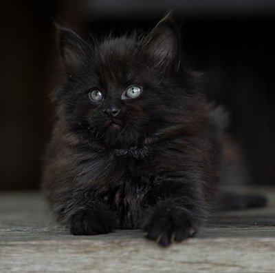 Olsen - 7 weeks old