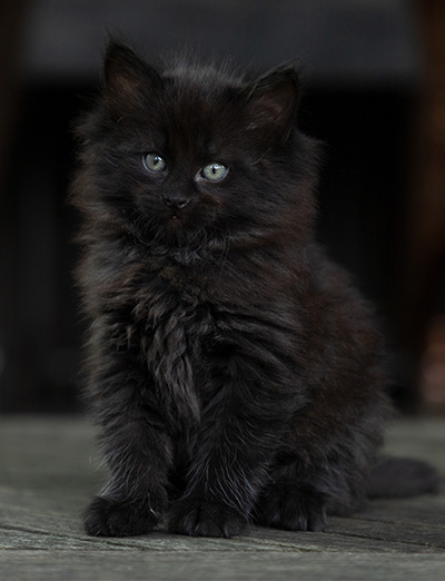 Olsen - 7 weeks old