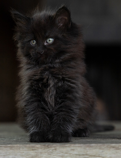 Olsen - 7 weeks old