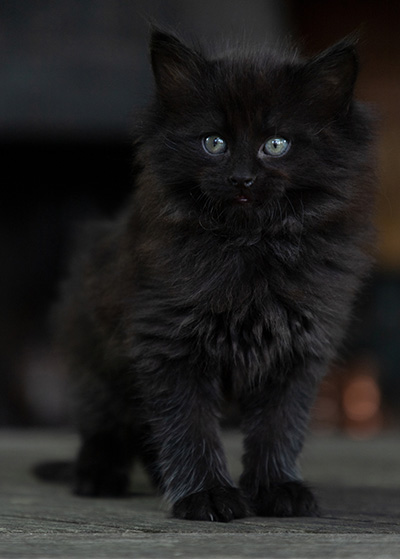 Olsen - 7 weeks old