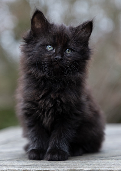 Olsen - 7 weeks old