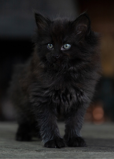 Olsen - 7 weeks old