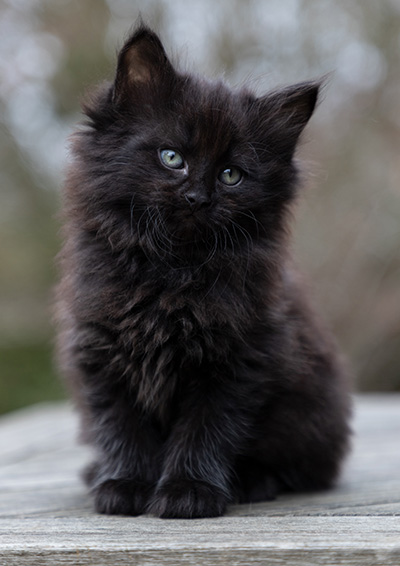 Olsen - 7 weeks old