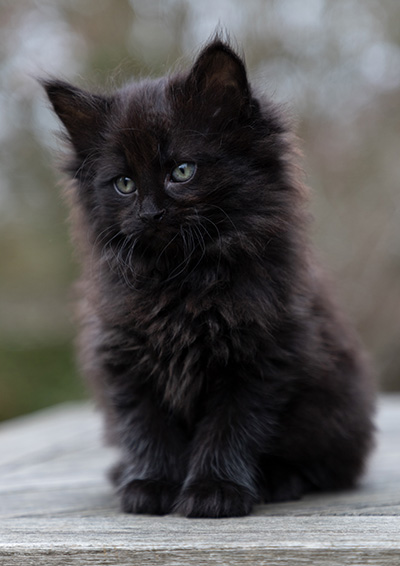 Olsen - 7 weeks old
