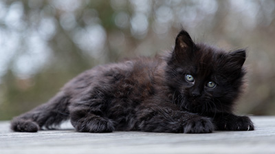 Olsen - 7 weeks old