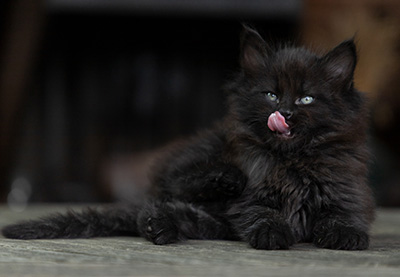 Olsen - 7 weeks old