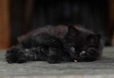 Olsen - 7 weeks old