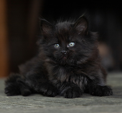 Olsen - 7 weeks old