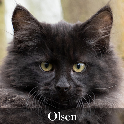 Olsen