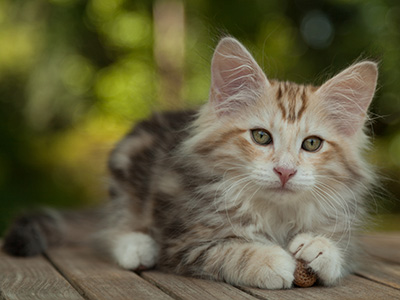 Malkus - 12 weeks old