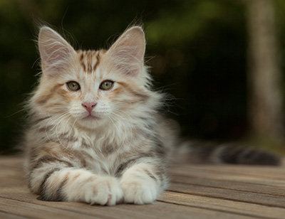 Malkus - 12 weeks old