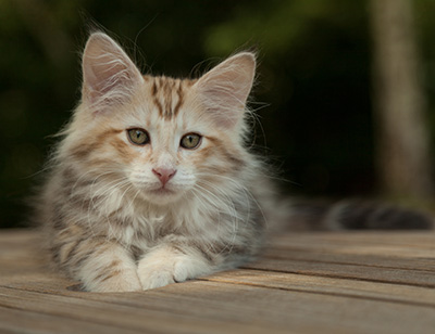 Malkus - 12 weeks old