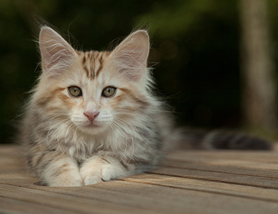 Malkus - 12 weeks old