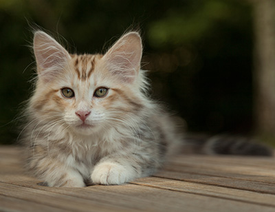Malkus - 12 weeks old
