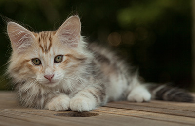 Malkus - 12 weeks old