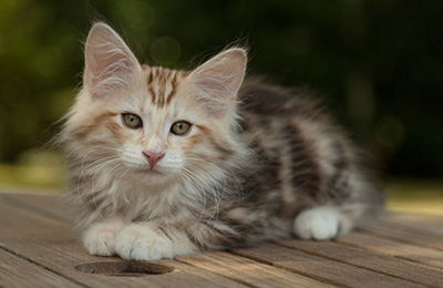 Malkus - 12 weeks old