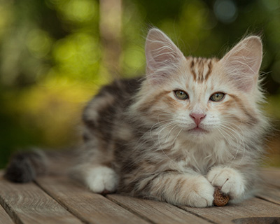 Malkus - 12 weeks old