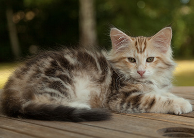 Malkus - 12 weeks old