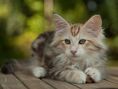 Malkus - 12 weeks old