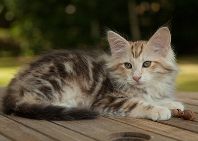 Malkus - 12 weeks old
