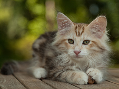 Malkus - 12 weeks old