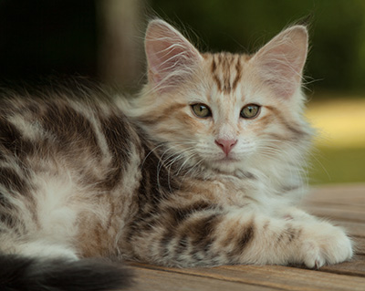 Malkus - 12 weeks old