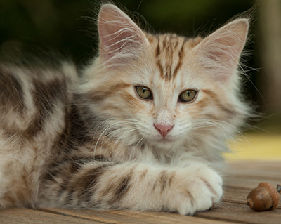 Malkus - 12 weeks old