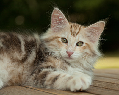 Malkus - 12 weeks old