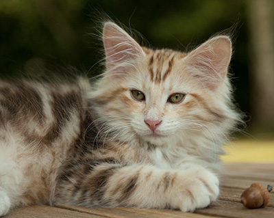 Malkus - 12 weeks old