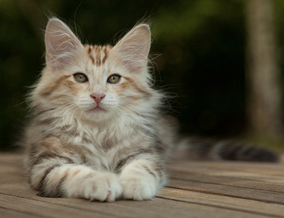 Malkus - 12 weeks old