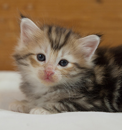 Malkus - 3 weeks old