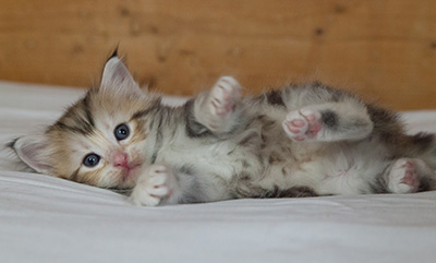 Malkus - 3 weeks old