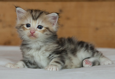 Malkus - 3 weeks old